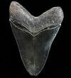 Serrated, Fossil Megalodon Tooth - Beautiful Enamel #74658-2